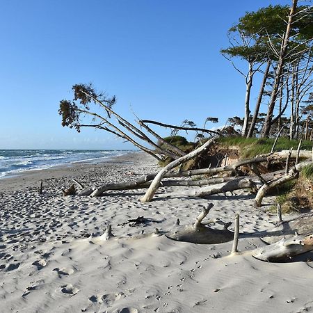 Strandhafer An Der Seebruecke 青斯特 外观 照片